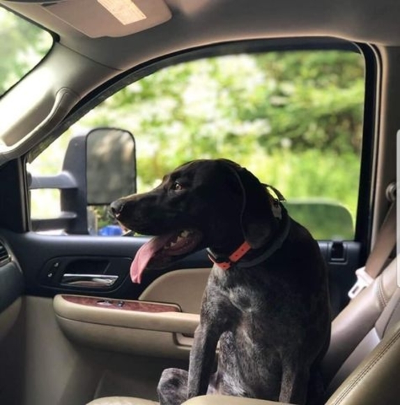 Meet your Posher, Christopher - Picture 1 of 1